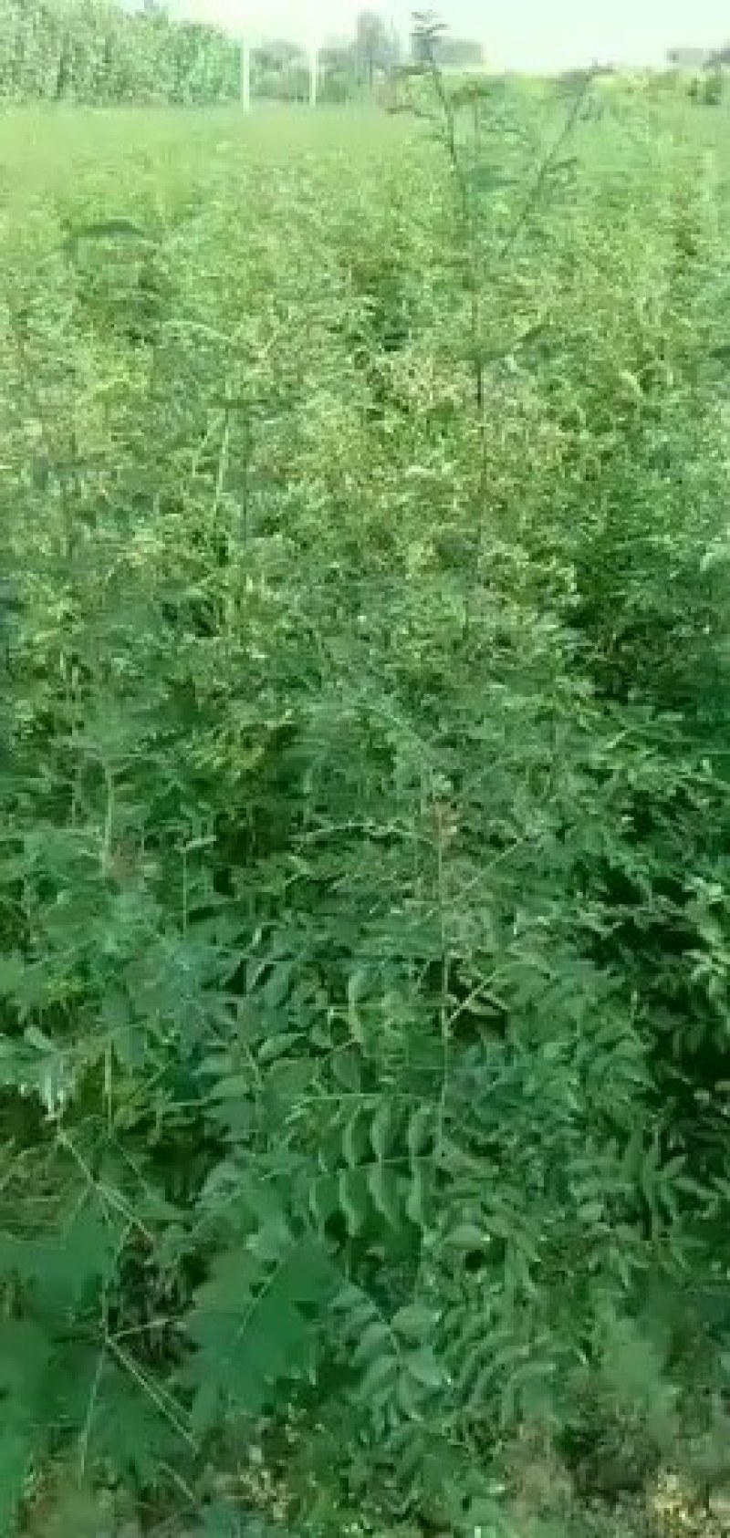 大红袍和狮子头花椒苗。河南西华县总批发。0.5一2公分