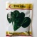 菠菜种子大禹佩奇丹麦进口品种圆叶