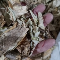 仙人掌，野生仙人掌干货切片质量保证量大从优！