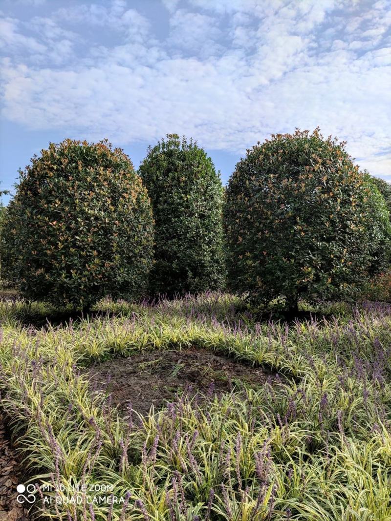 四川成都温江基地苗圃地笼桂花，质量保证，基地货