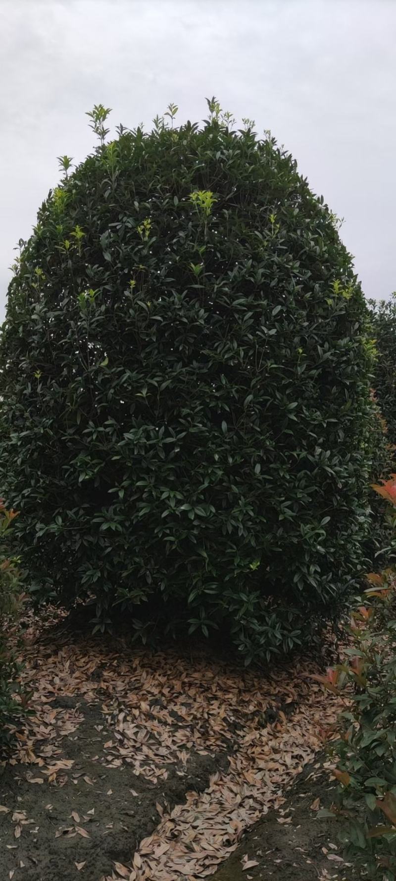 四川成都温江基地苗圃地笼桂花，质量保证，基地货