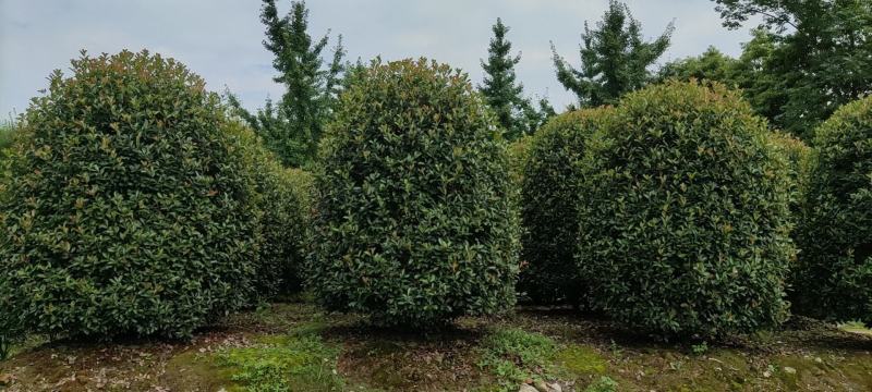 四川成都温江基地苗圃地笼桂花，质量保证，基地货