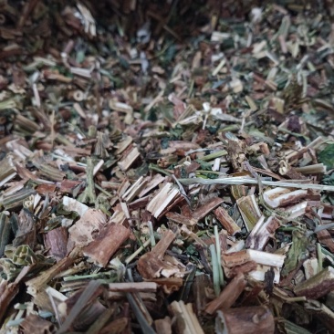 月箭草，月见草切片干净无杂质量保证量大从优！