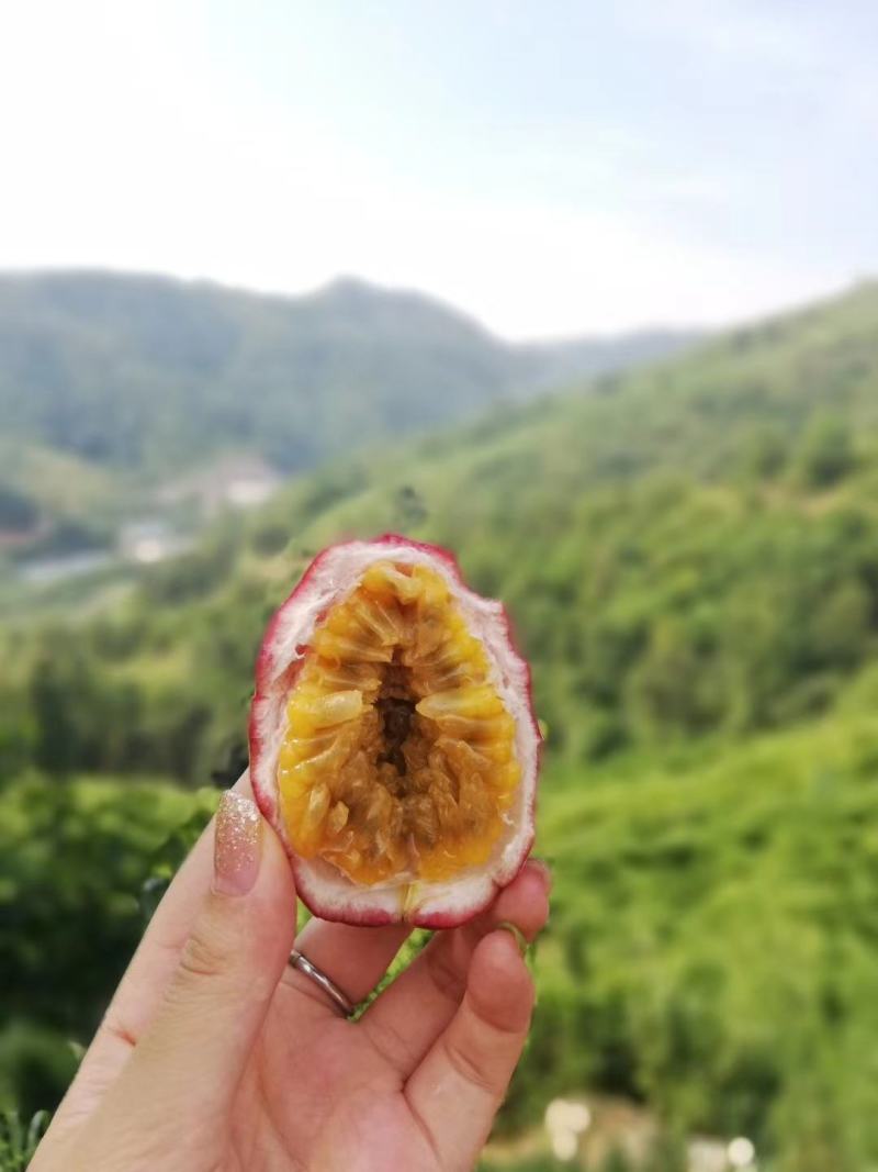 贵州生态种植百香果，