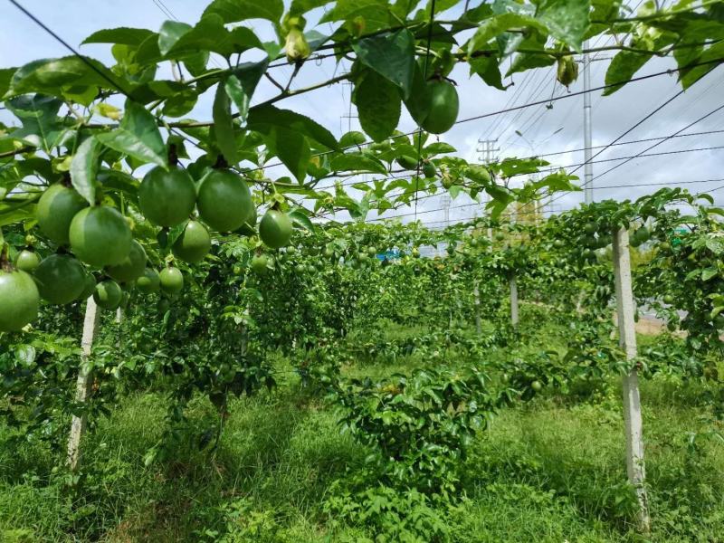 贵州生态种植百香果，