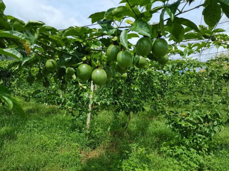 贵州生态种植百香果，