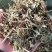 花生秧牛羊草，1-3公分袋装，压块。质量保证