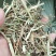 花生秧牛羊草，1-3公分袋装，压块。质量保证