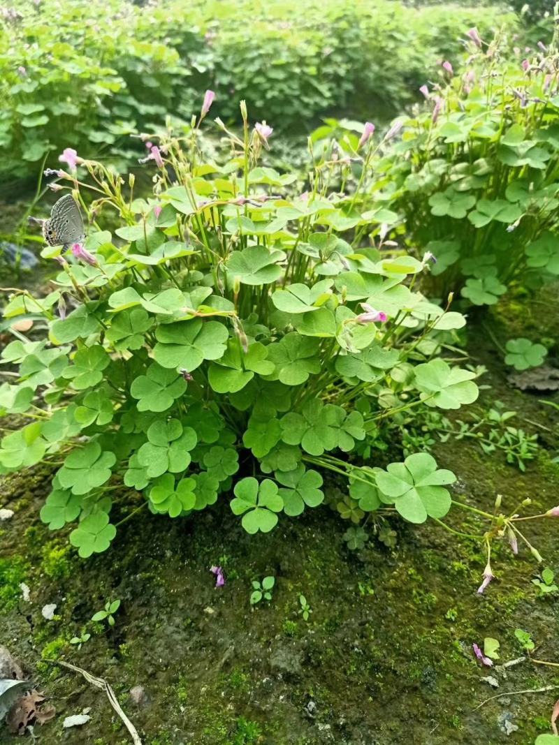 四川成都温江基地红花杂酱草，太阳花，欢迎选购
