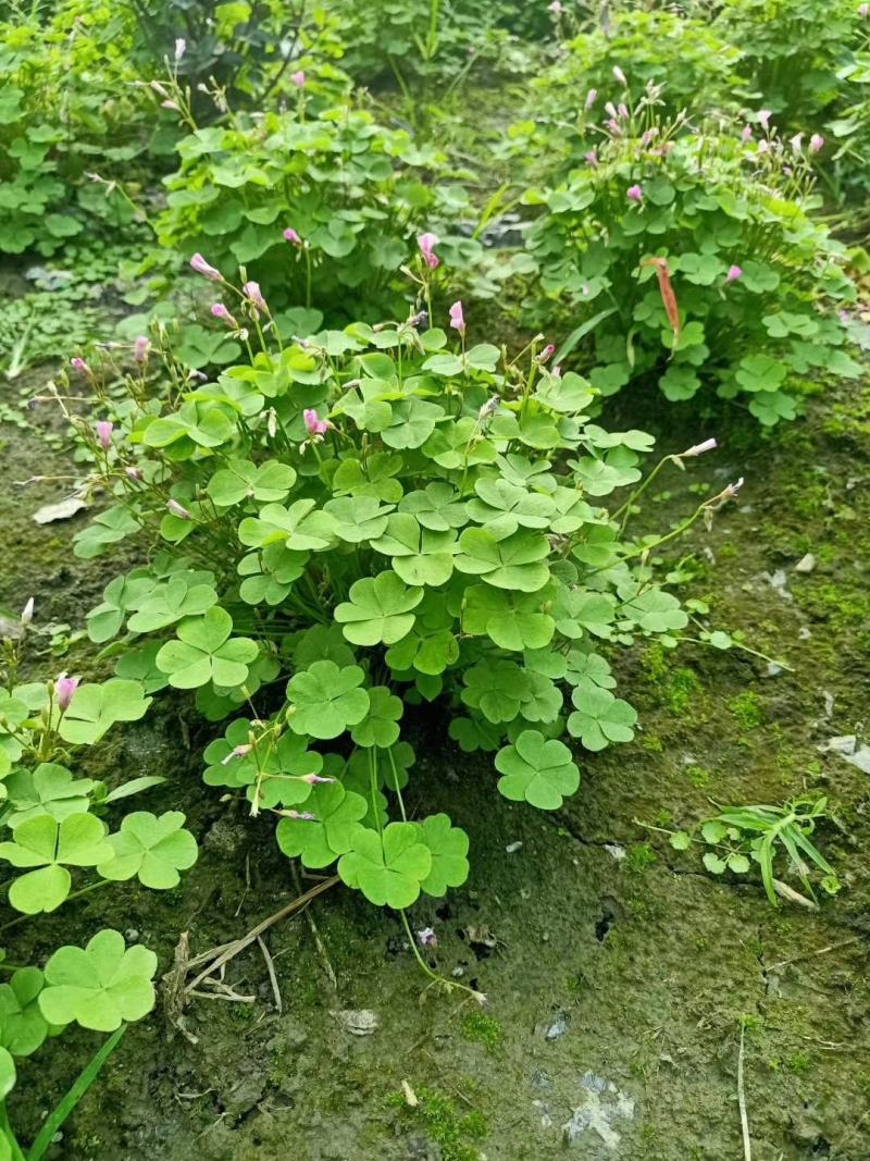 四川成都温江基地红花杂酱草，太阳花，欢迎选购