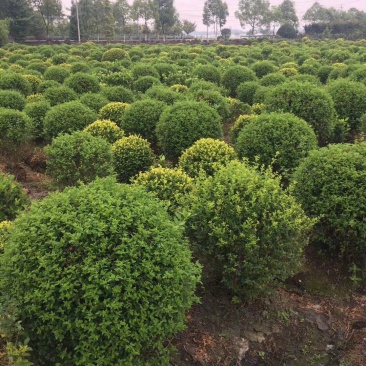 本基地常年供应各种苗木花卉30迎春球，规格齐全，质量保证