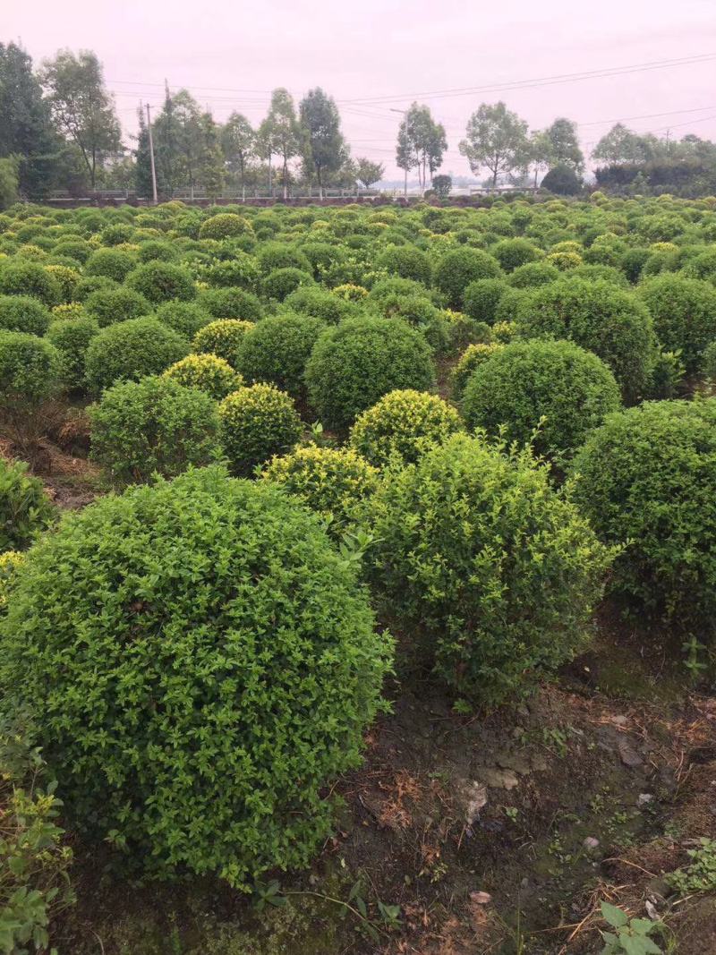 本基地常年供应各种苗木花卉30迎春球，规格齐全，质量保证