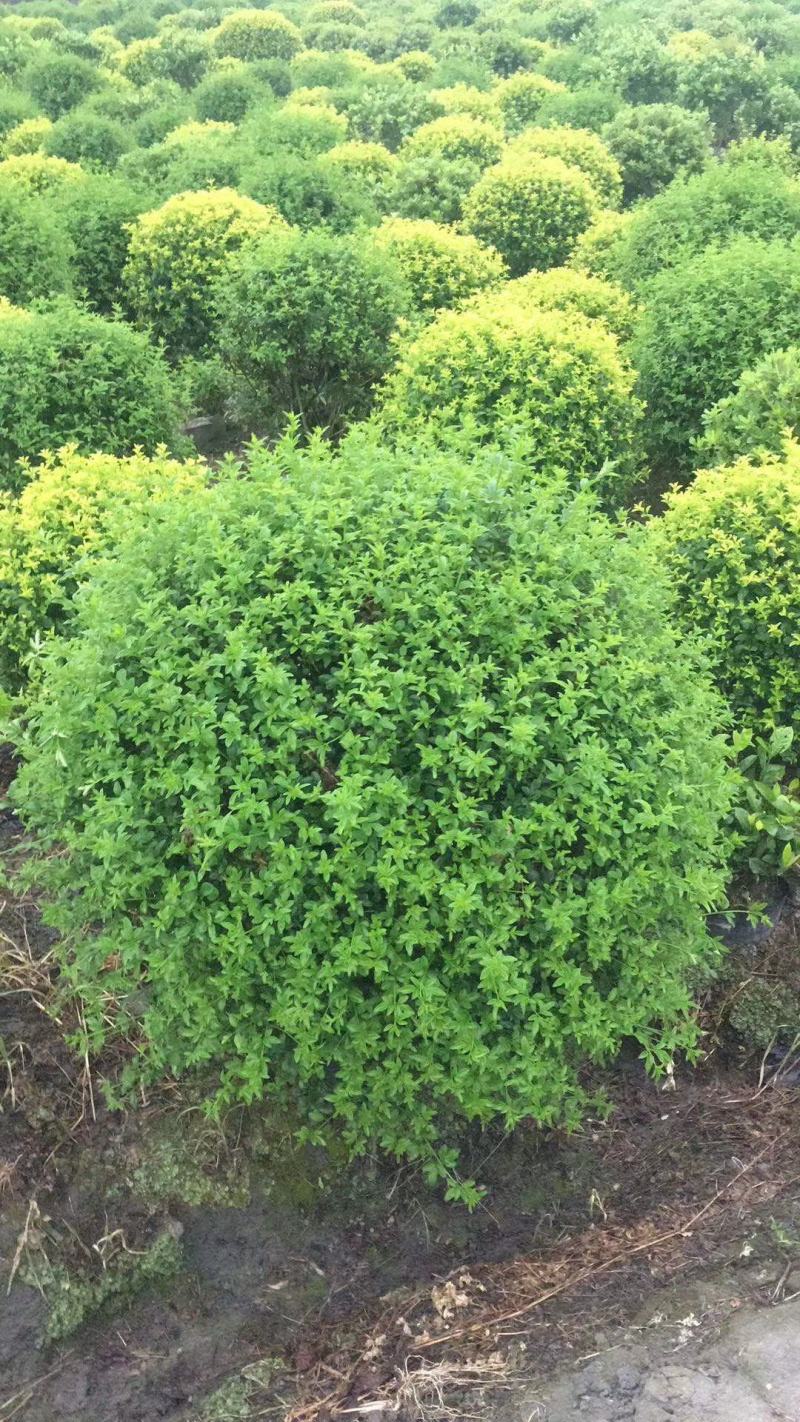 本基地常年供应各种苗木花卉30迎春球，规格齐全，质量保证