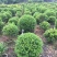 本基地常年供应各种苗木花卉30迎春球，规格齐全，质量保证