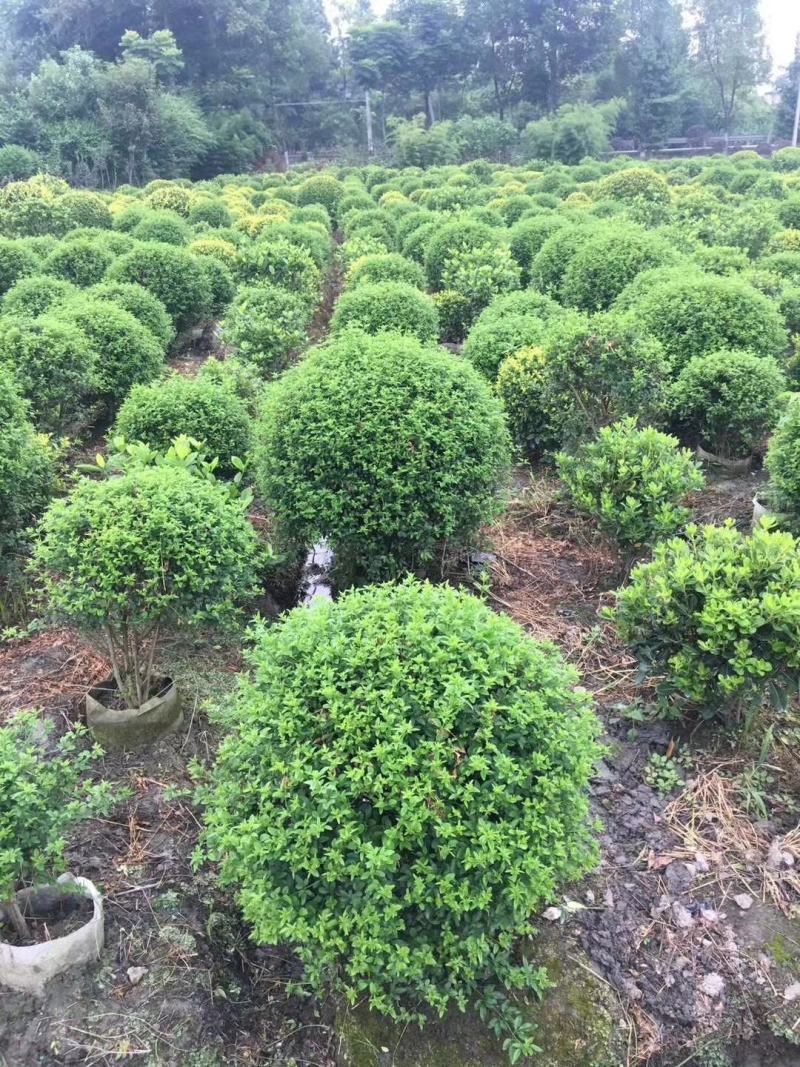 本基地常年供应各种苗木花卉30迎春球，规格齐全，质量保证