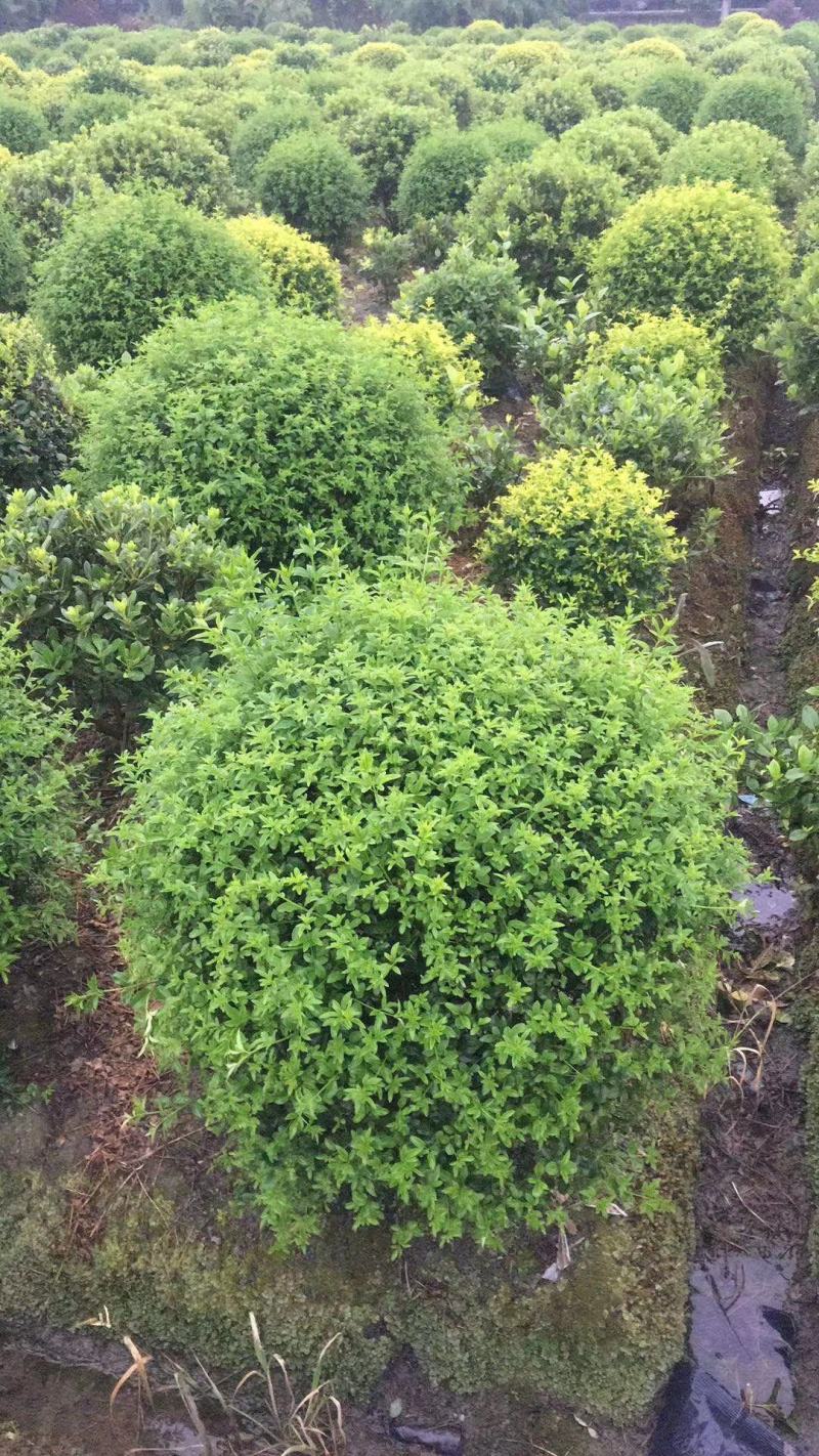 本基地常年供应各种苗木花卉30迎春球，规格齐全，质量保证