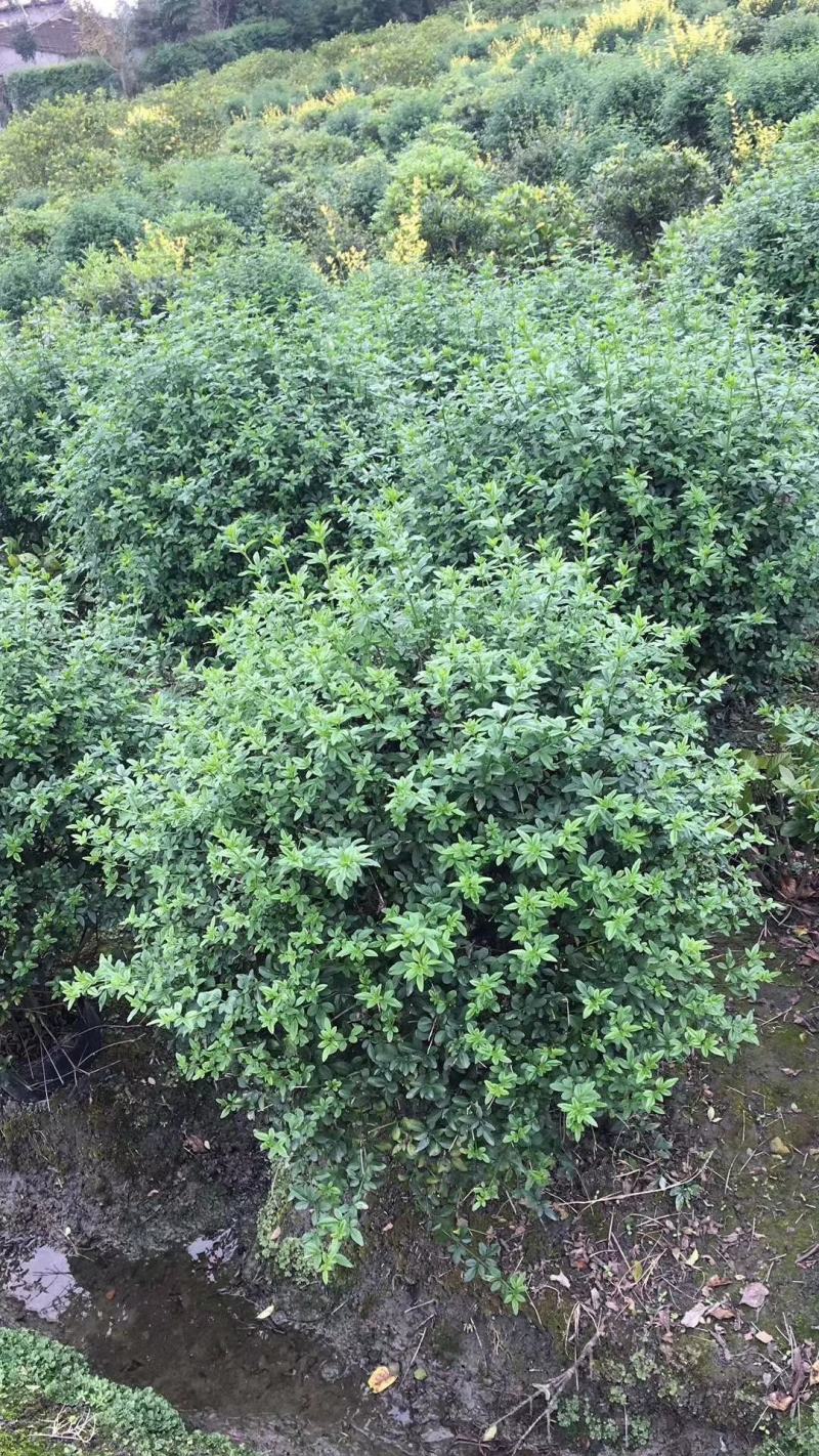 本基地常年供应各种苗木花卉30迎春球，规格齐全，质量保证