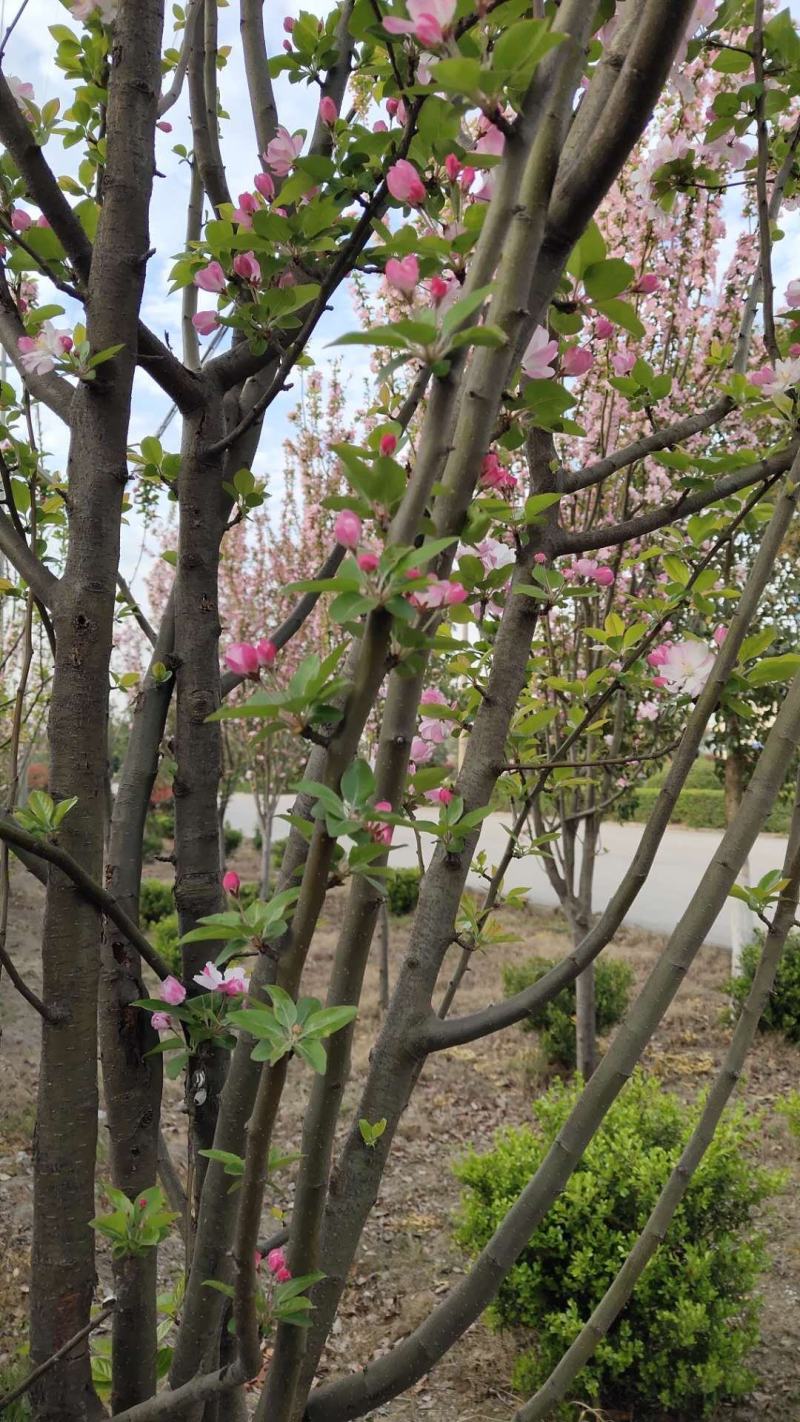 西府海棠西府海棠苗西府海棠小苗可以视频看货