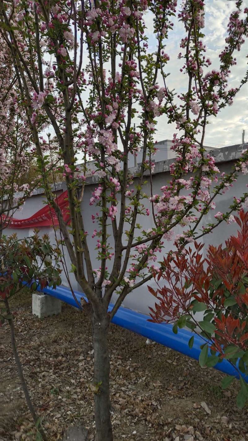 西府海棠西府海棠苗西府海棠小苗可以视频看货
