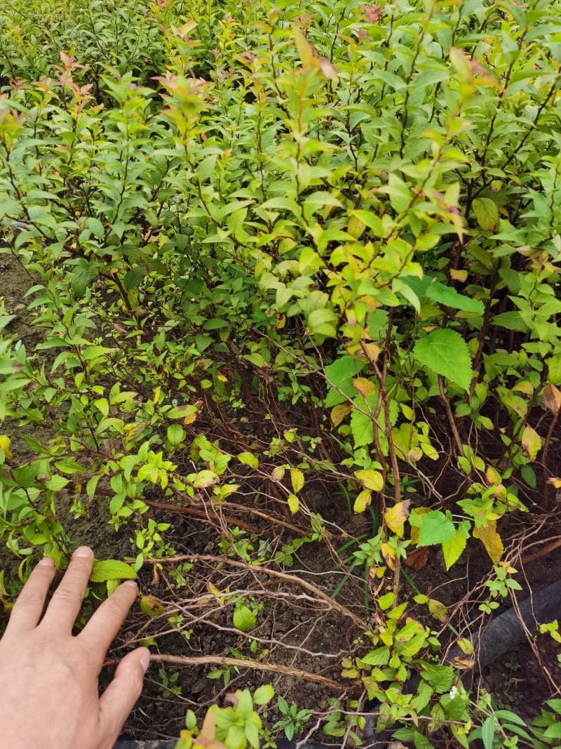 金焰绣线菊基地常年低价直供，绣线菊规格齐全，质优价廉