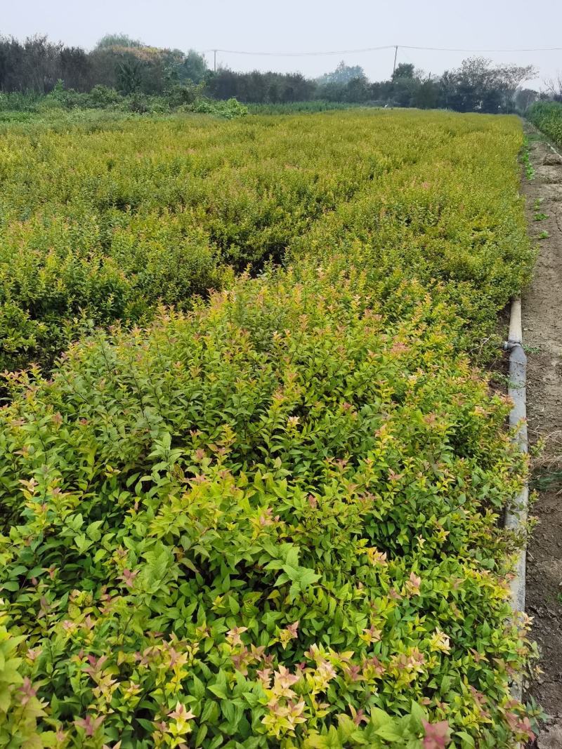 金焰绣线菊基地常年低价直供，绣线菊规格齐全，质优价廉