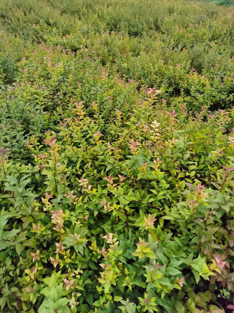 金焰绣线菊基地常年低价直供，绣线菊规格齐全，质优价廉