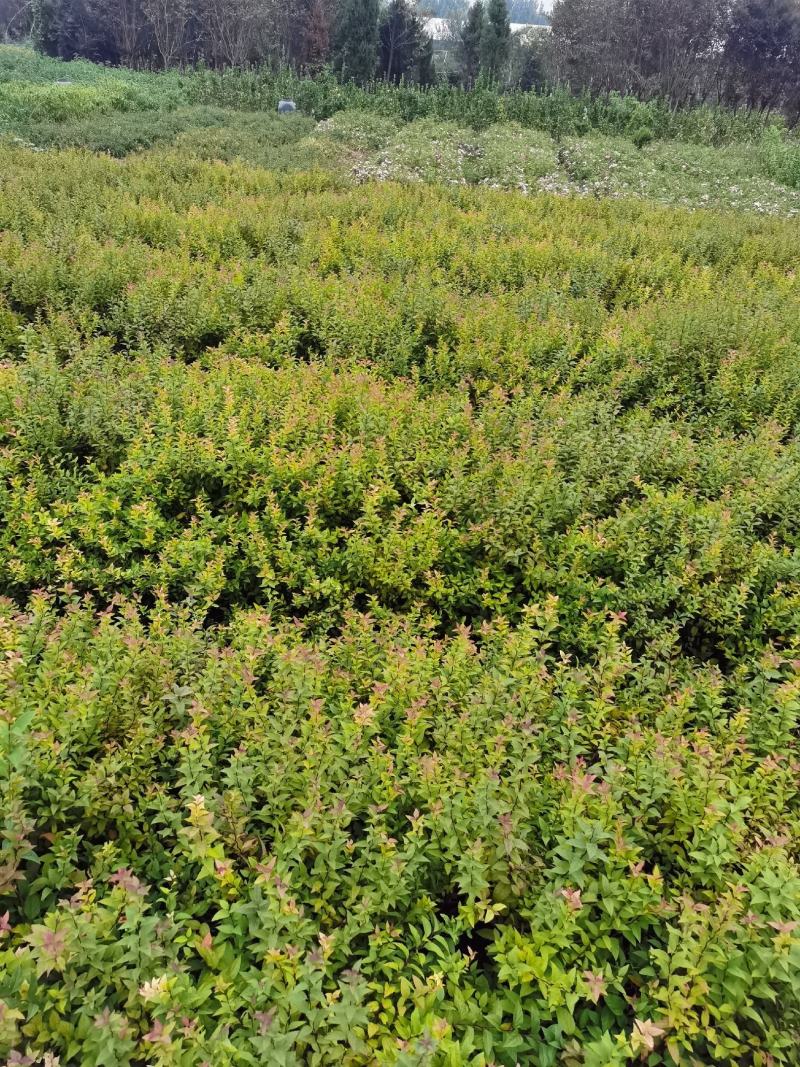 金焰绣线菊基地常年低价直供，绣线菊规格齐全，质优价廉