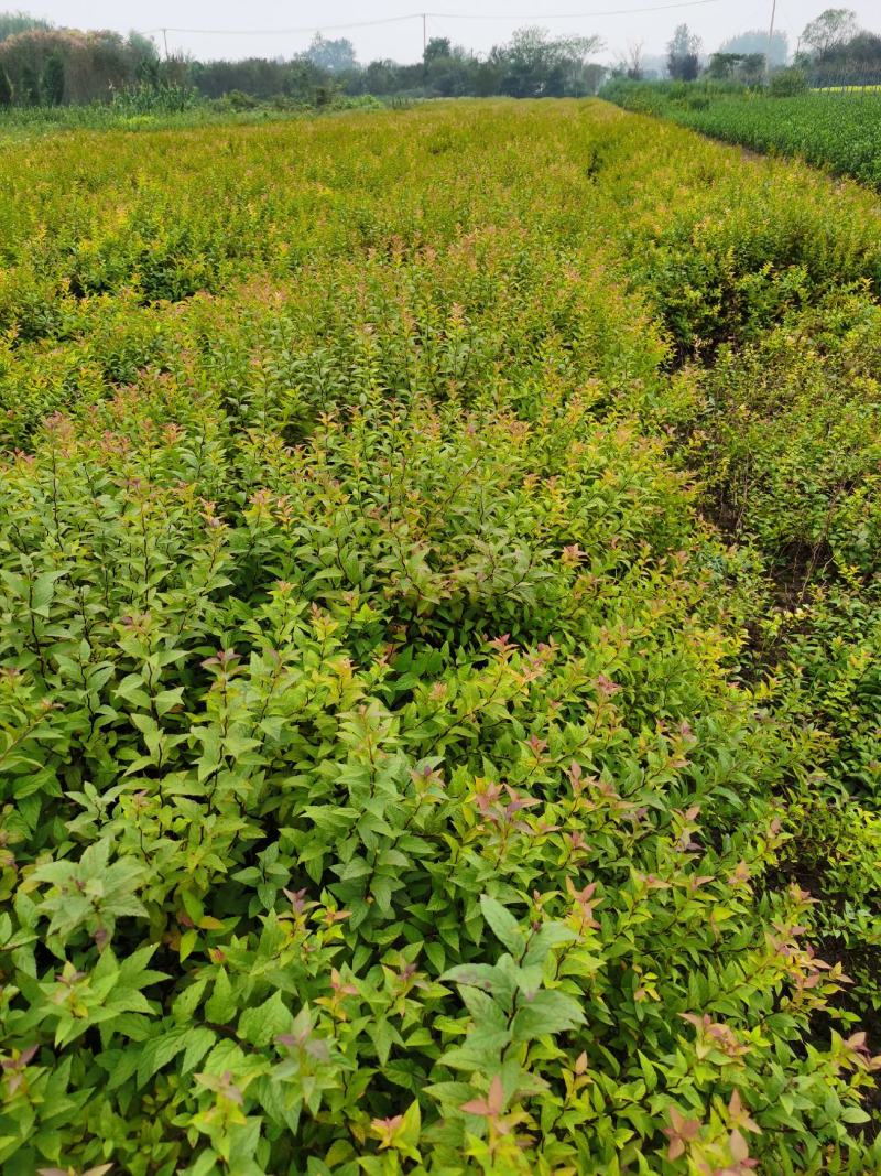 金焰绣线菊基地常年低价直供，绣线菊规格齐全，质优价廉