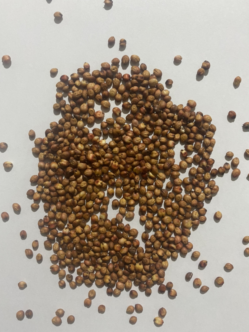 糯高粱，红高粱，兴湘梁2号，酒厂专用糯高粱！