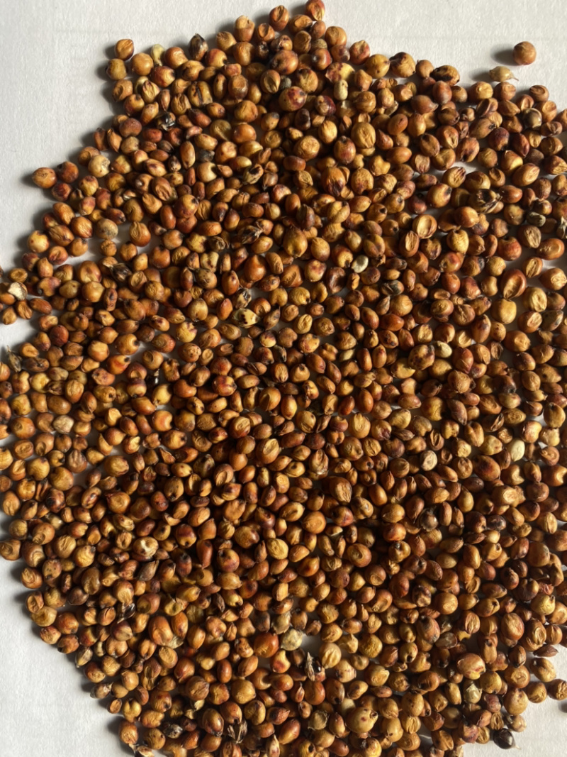 糯高粱，红高粱，兴湘梁2号，酒厂专用糯高粱！