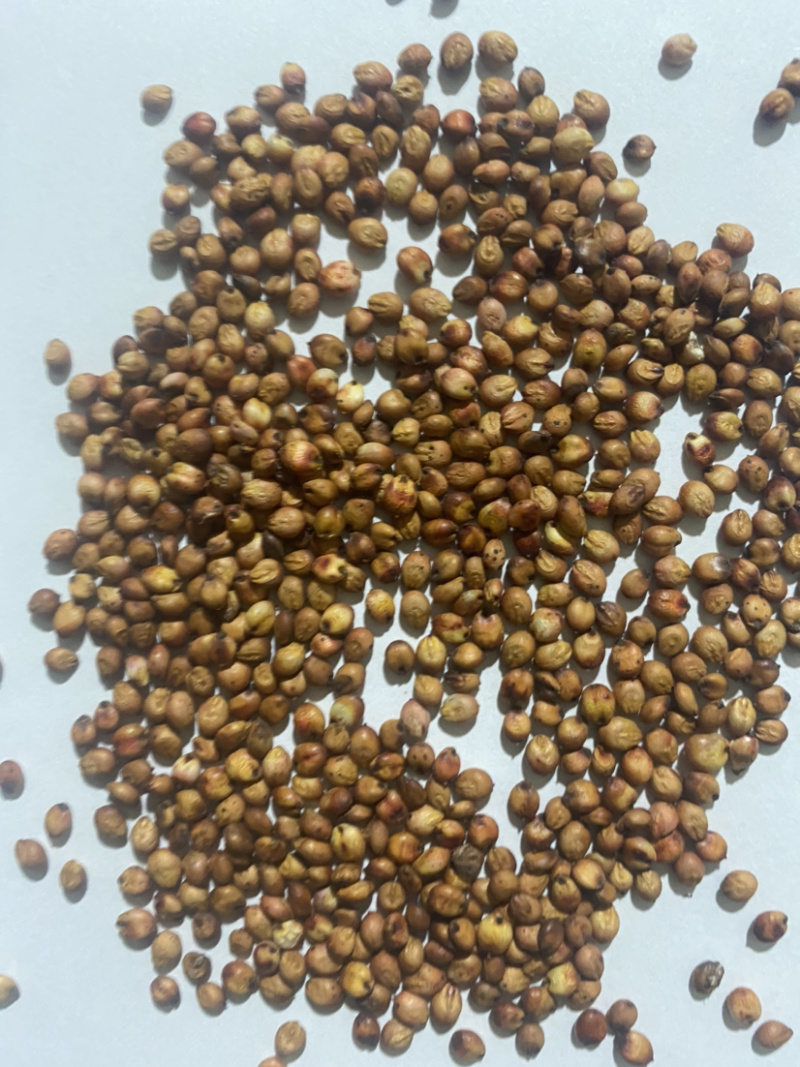 糯高粱，红高粱，兴湘梁2号，酒厂专用糯高粱！