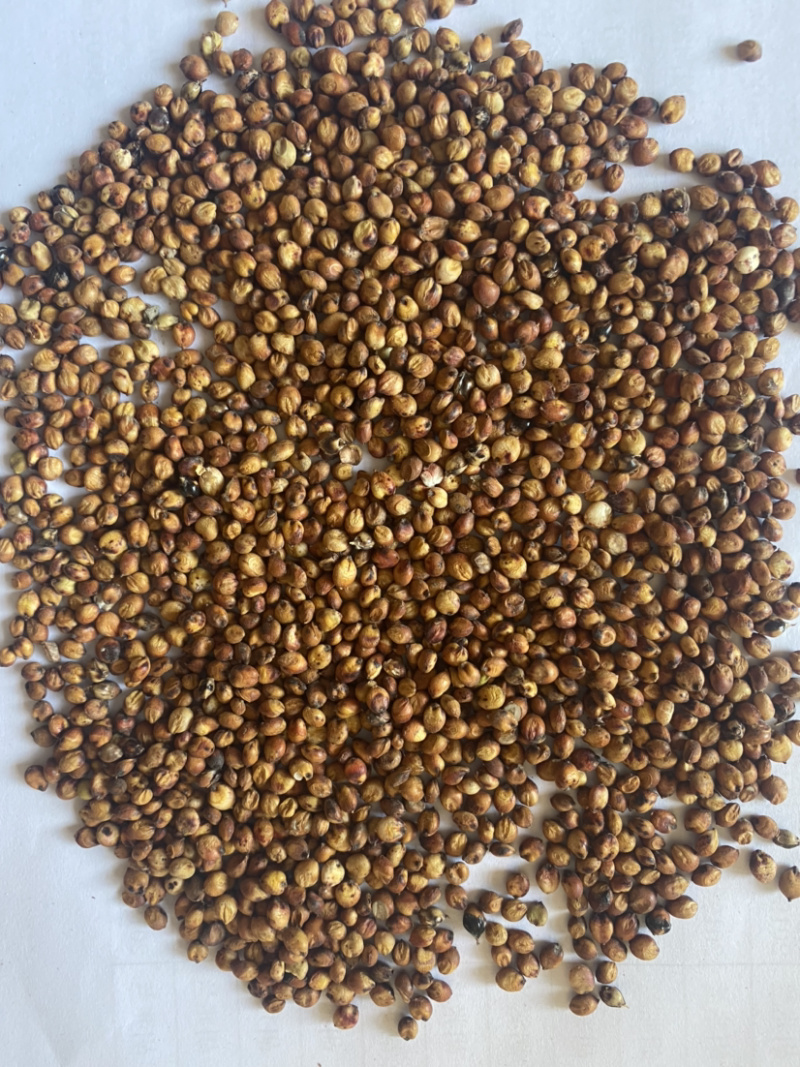 糯高粱，红高粱，兴湘梁2号，酒厂专用糯高粱！