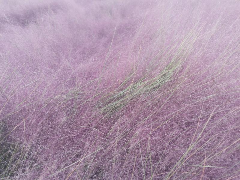 粉黛乱子草花束干花粉黛草花束粉黛草干花基地直发大量上市