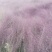 粉黛乱子草花束干花粉黛草花束粉黛草干花基地直发大量上市