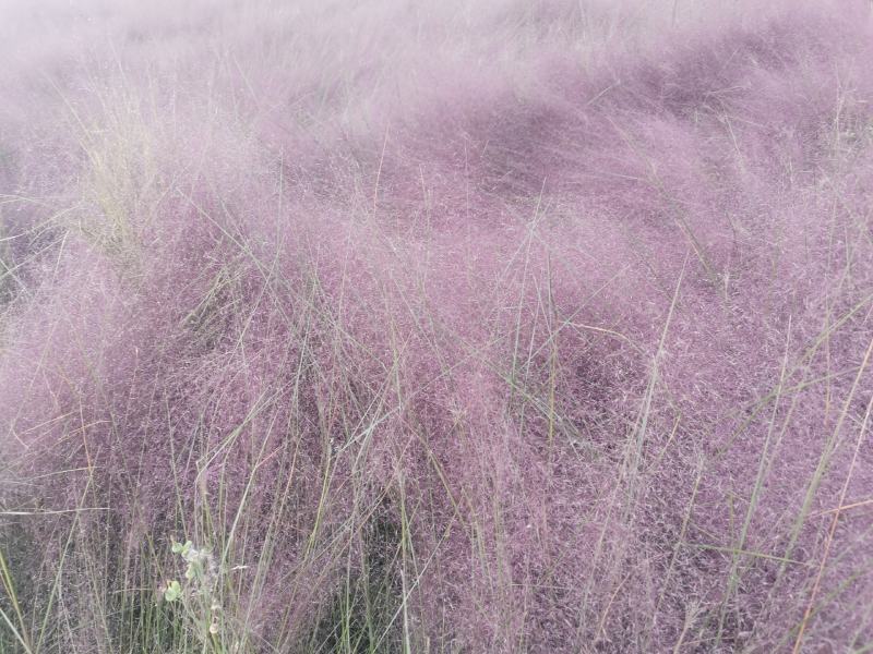 粉黛乱子草花束干花粉黛草花束粉黛草干花基地直发大量上市