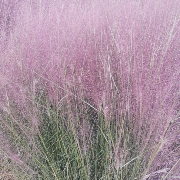粉黛乱子草花束干花粉黛草花束粉黛草干花基地直发大量上市