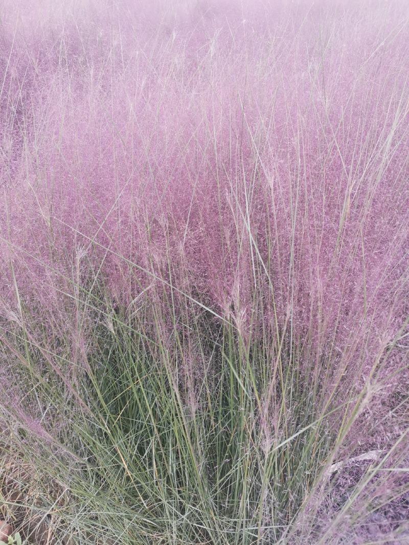 粉黛乱子草花束干花粉黛草花束粉黛草干花基地直发大量上市