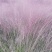粉黛乱子草花束干花粉黛草花束粉黛草干花基地直发大量上市