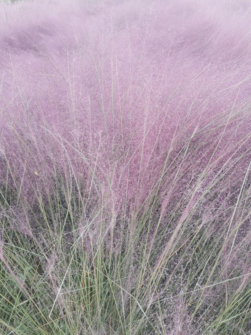 粉黛乱子草花束干花粉黛草花束粉黛草干花基地直发大量上市