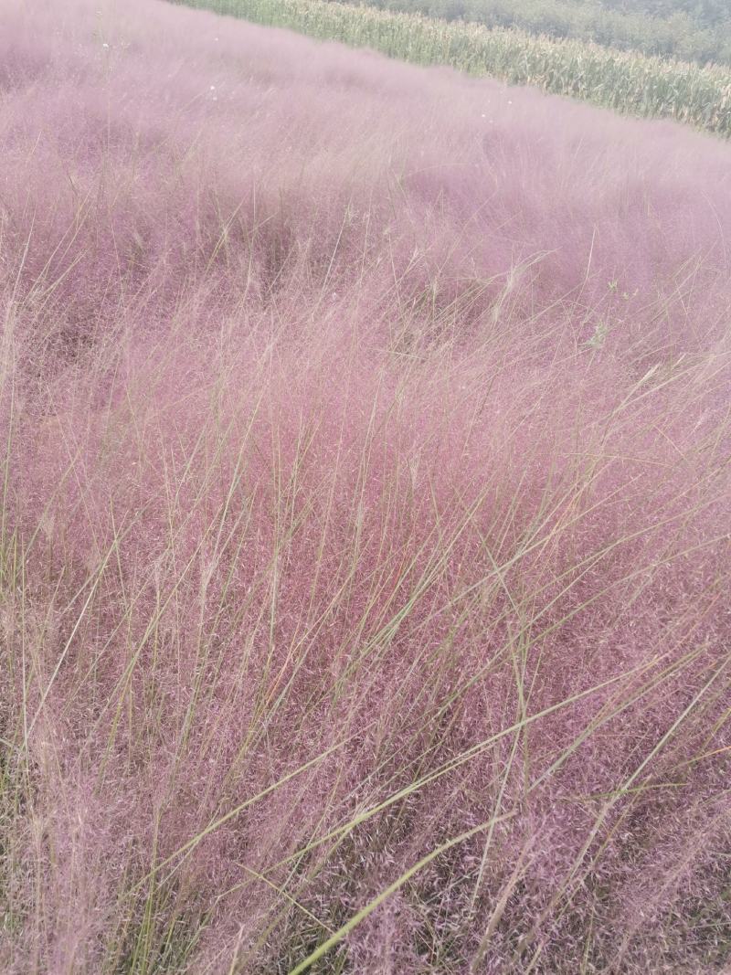 粉黛乱子草花束干花粉黛草花束粉黛草干花基地直发大量上市