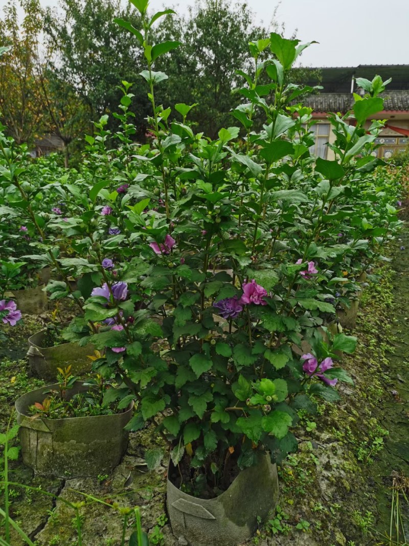 木槿，自家基地，量大从优，欢迎来电咨询，