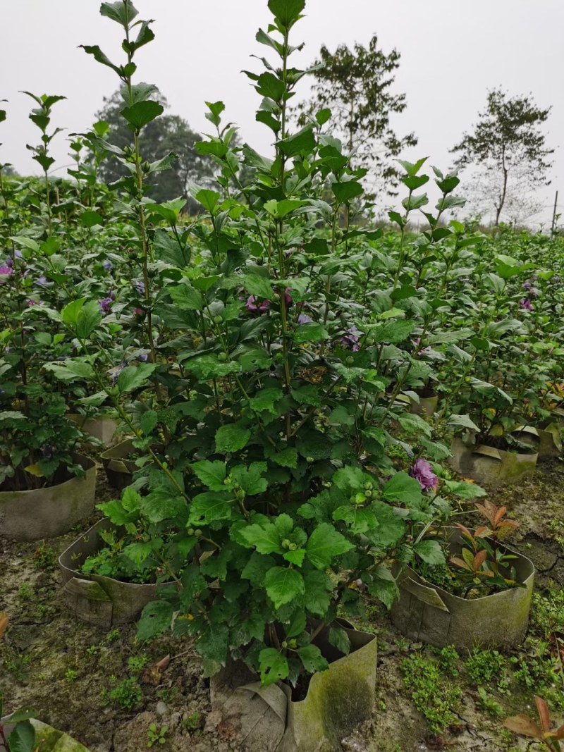 木槿，自家基地，量大从优，欢迎来电咨询，