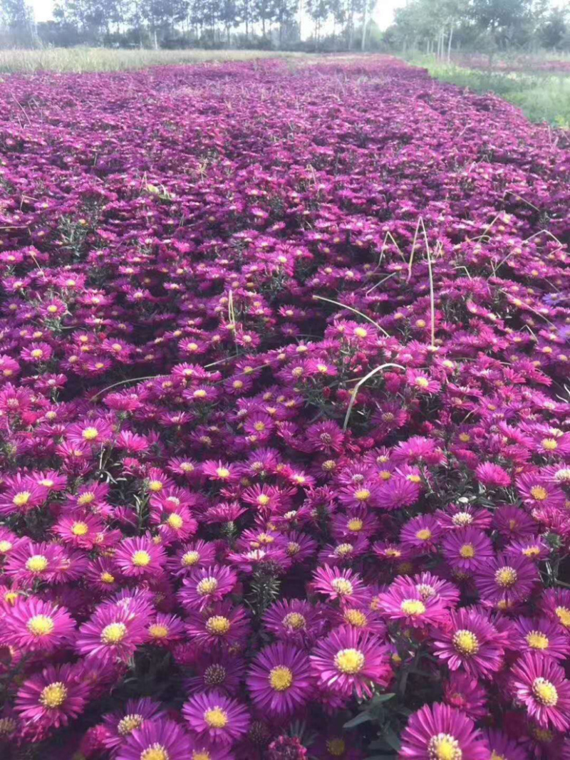 荷兰菊。自家货源。物优价低