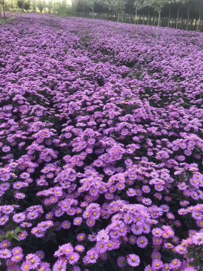 荷兰菊。自家货源。物优价低