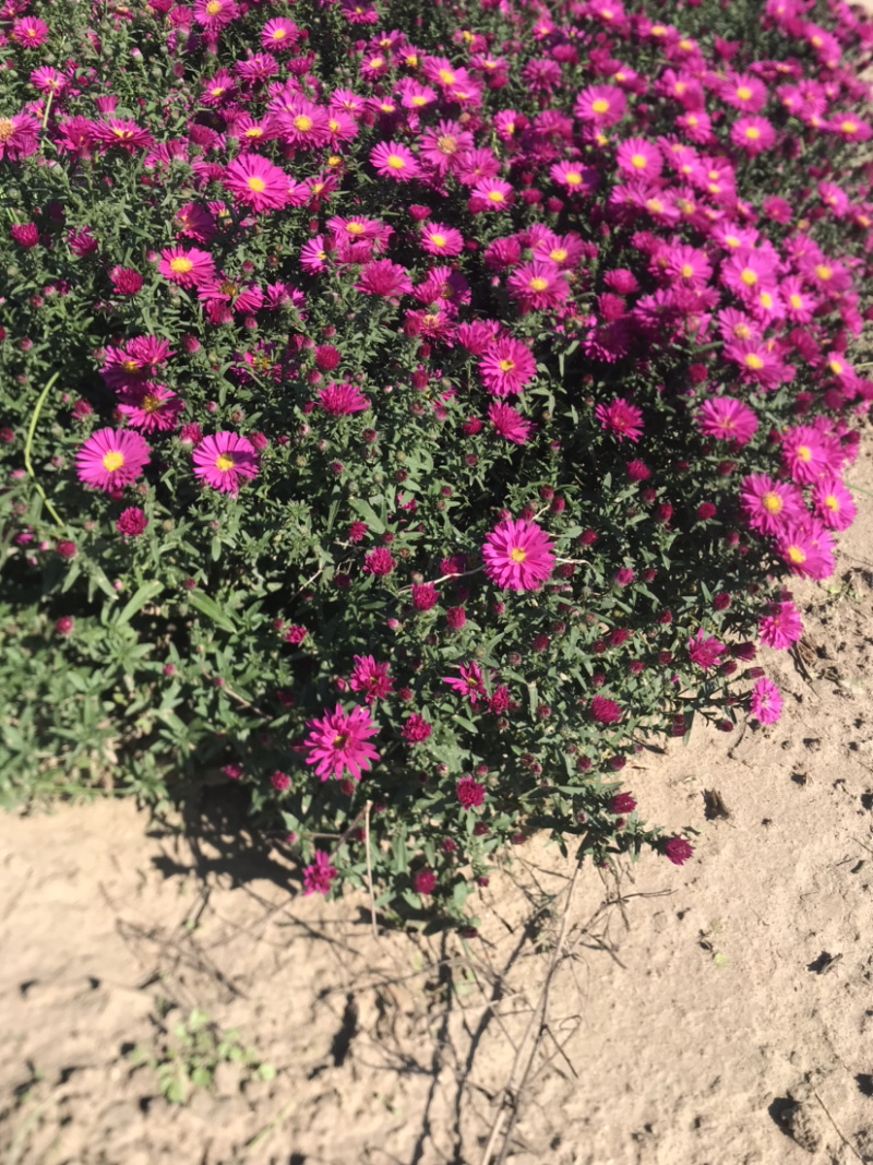 荷兰菊。自家货源。物优价低