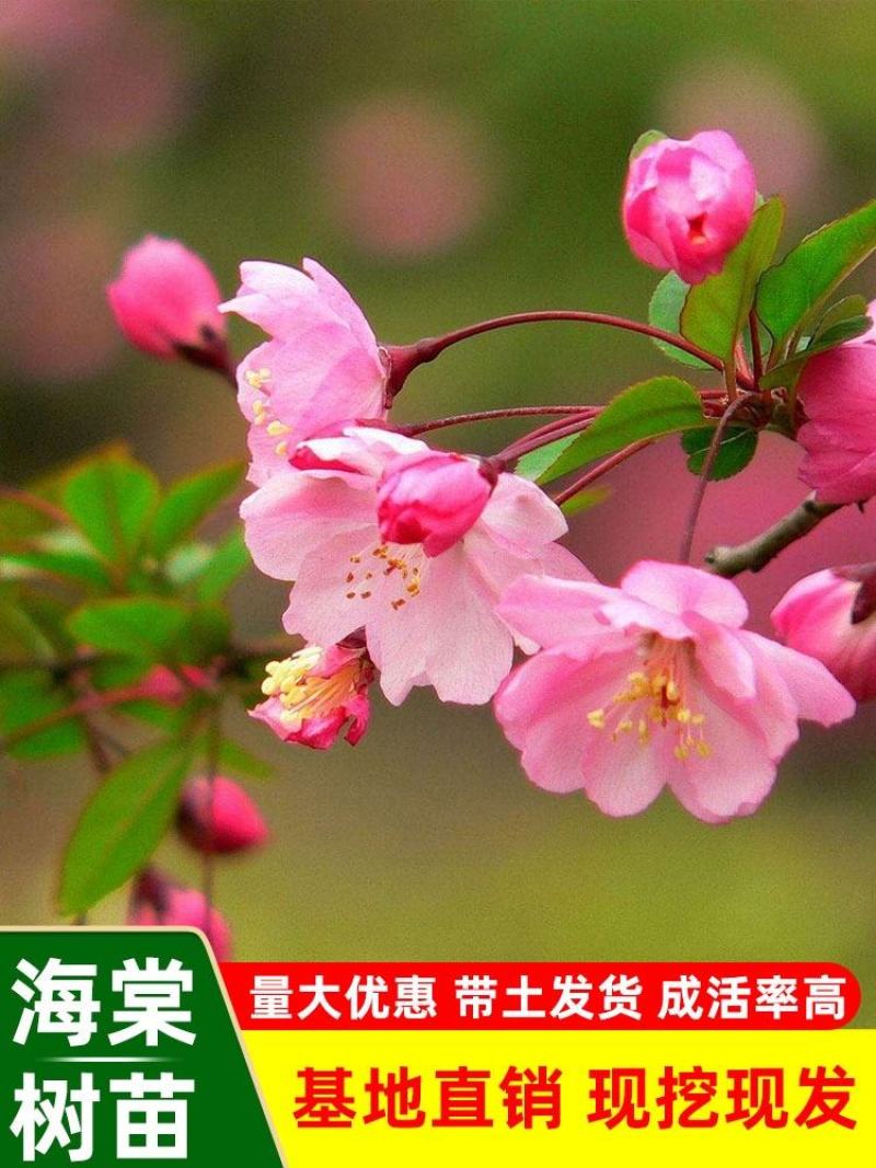 垂丝海棠苗北美海棠苗西府海棠苗铁杆海棠苗可视频看货