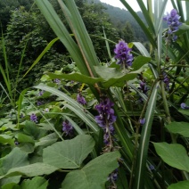 葛花，野生黄葛花