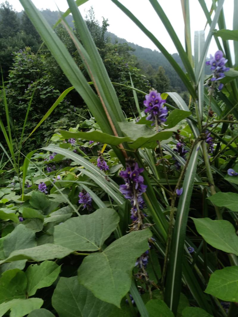 葛花，野生黄葛花