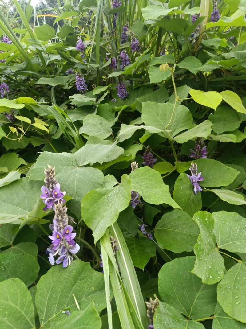 葛花，野生黄葛花