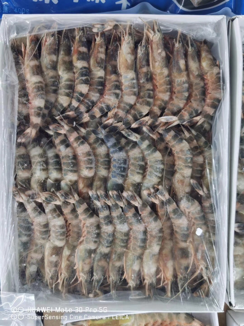竹节虾/猫虎虾规格全质量保证今年新货